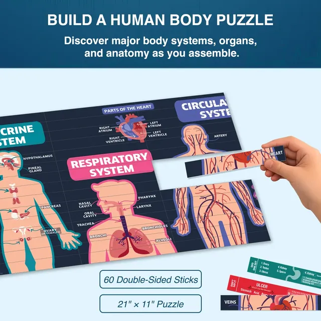 A hand fitting a stick into the human-body puzzle, which shows the respiratory and circulatory systems